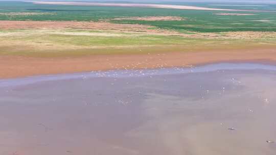 江西鄱阳湖湿地候鸟白鹤大雁