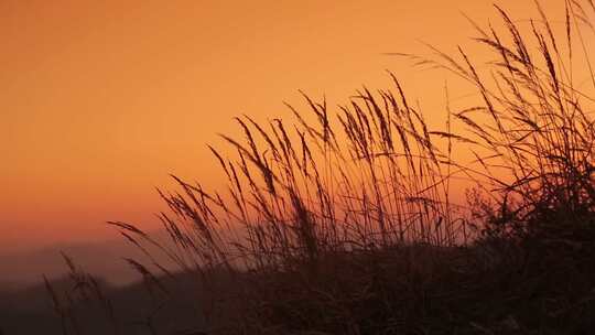 夕阳下的芦苇