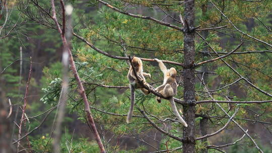 金丝猴在树枝上跳跃
