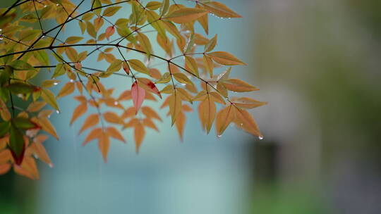 江南雨季下雨情绪意境空境素材