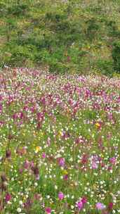 四川阿坝黑水县雅克夏雪山夏日盛开的花海