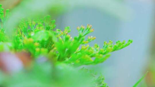 春天春雨中的中草药九死还魂草