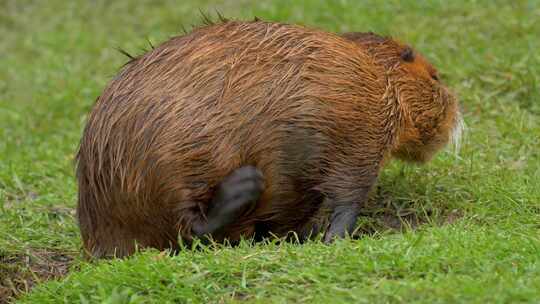 海狸鼠、食草动物、Coypu、啮齿动物