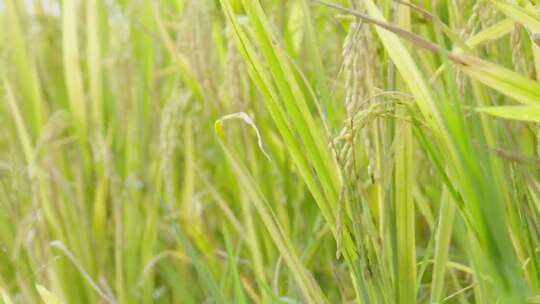 绿油油的水稻田地自然风景