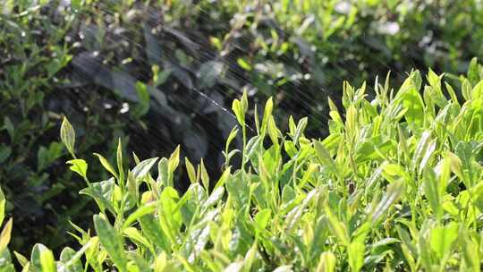 阳光雨露雨水茶园茶叶生机勃勃视频素材模板下载