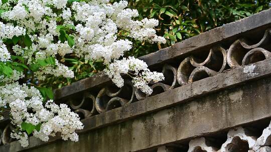 春天北海公园中式建筑前盛开的白色海棠花