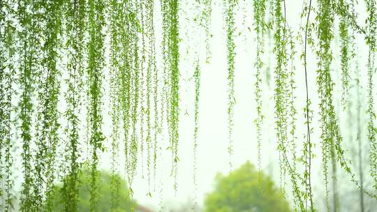 意境雨景，唯美雨景空镜头，湿地公园风景