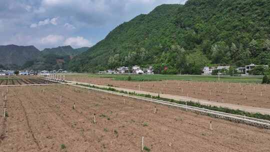 贵州毕节香葱豆苗种植基地航拍