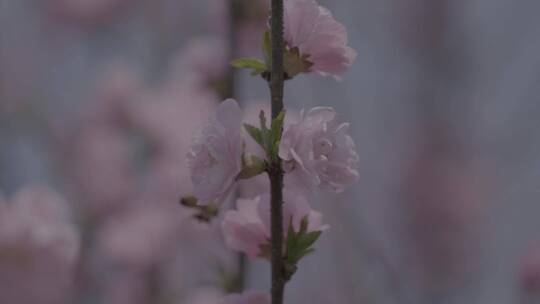 蜜蜂桃花采蜜慢镜头升格LOG