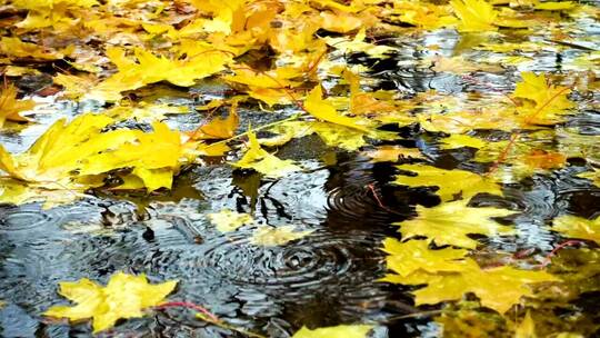雨落在地上的枫叶上