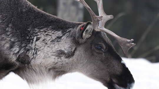 加拿大育空雪域森林中漫游的林地驯鹿特写镜