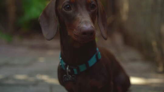 迷你香肠狗（腊肠犬）的特写头像