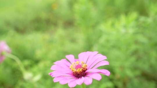 小清新 日系 花 各种小花 美丽的小花 花朵