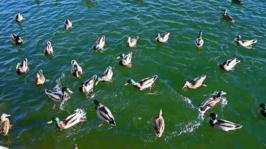 冬季阳光下公园湖面上一群鸭子
