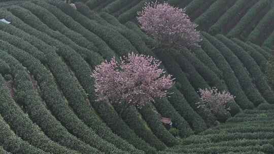 茶山和山上的樱花