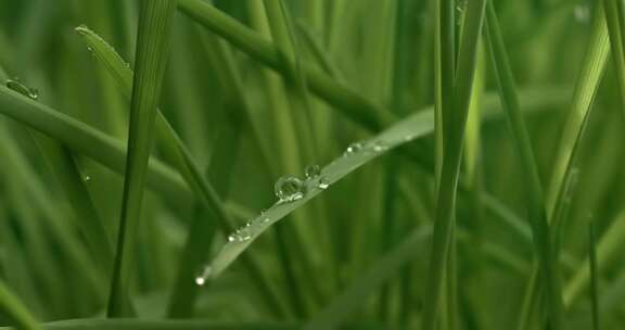 绿草特写雨滴缓缓落下