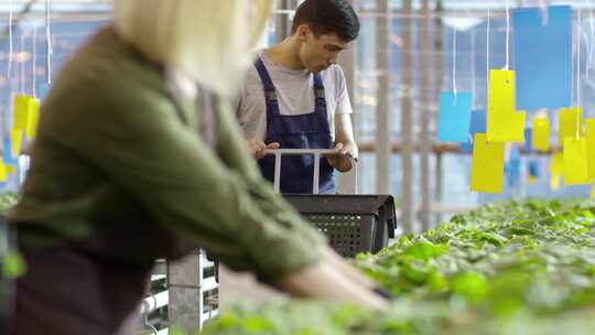 现代农业 智慧农业 蔬菜大棚