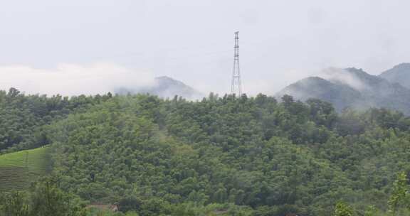 高山竹林竹海云海远景特写