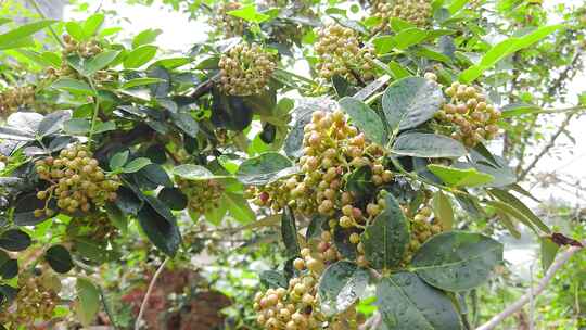 花椒树 麻椒 花椒