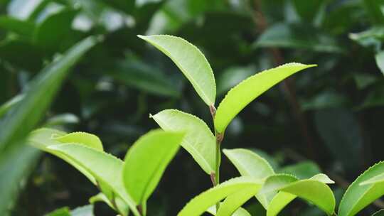 茶叶茶山茶园红茶绿茶春茶