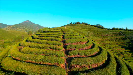 航拍云南茶山山坡茶园梯田山坡梯田茶田