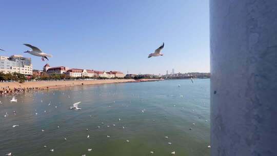 青岛栈桥冬季的海鸥