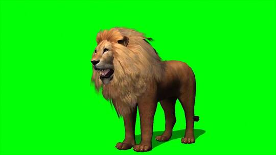 绿幕-动物-狮子咆哮