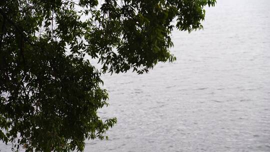 湖边树枝树叶意境水面上树枝岸边微风吹树叶视频素材模板下载