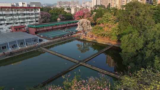 中国广东省广州市天河区华南师范大学异木棉