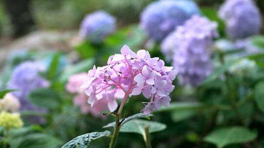 北京圆明园遗址公园内的丁香花