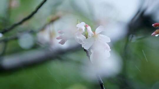 春天雨天雨滴樱花升格空镜