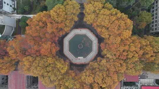 深秋的南京东南大学四牌楼校区风光航拍素材