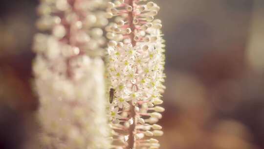 春天，花，植物，花瓣