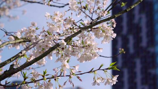 实拍杭州三月春天樱花盛开-樱花大道视频素材模板下载