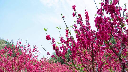 南宁青秀山桃花岛满树桃花