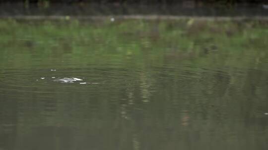 气泡上升到水面的特写镜头