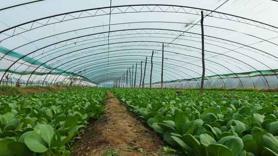 大棚油菜种植视频素材模板下载