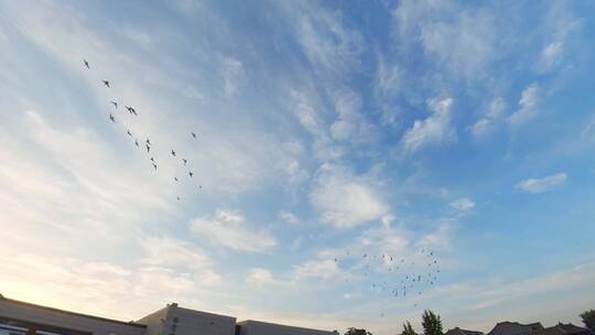 正定博物馆广场上空的大群鸽子飞翔2