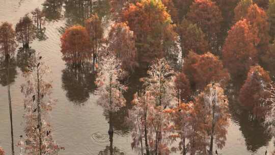 航拍南京六合池杉湖秋景