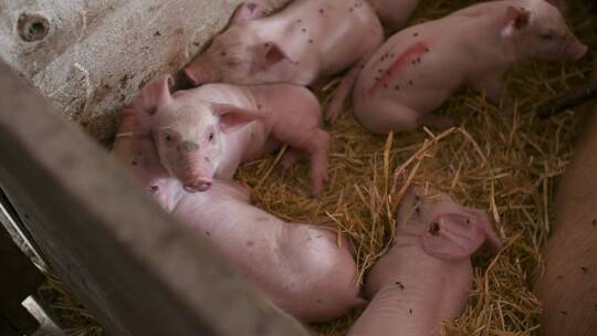 猪圈里的小猪养殖猪崽猪仔