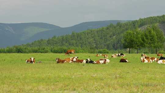 内蒙古草原牧场牛放牛