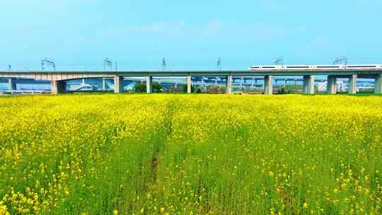 油菜花高铁航拍3