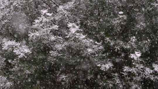 寒冷冬季公园松树雪花大雪空境升格