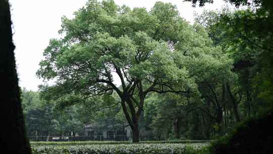 茂盛的大树和周围葱郁树木的自然景象