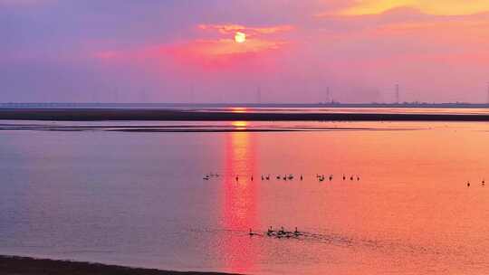 江西鄱阳湖湿地候鸟白鹤大雁