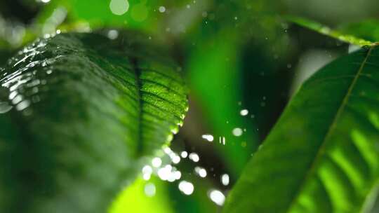 春雨 雨滴 水滴 节气 谷雨 水分