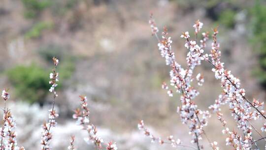 升格实拍春天北京山区盛开的山杏花和蜜蜂