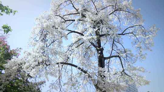 美丽的白色异木棉树