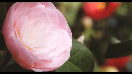 春天公园里的山茶花