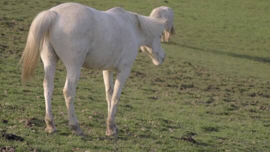 白马和小马在田野里吃草